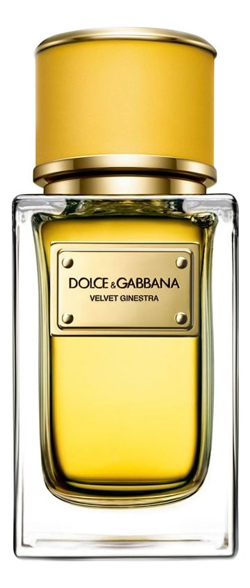 dolce and gabbana velvet ginestra